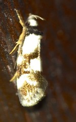 Palimmeces variegata