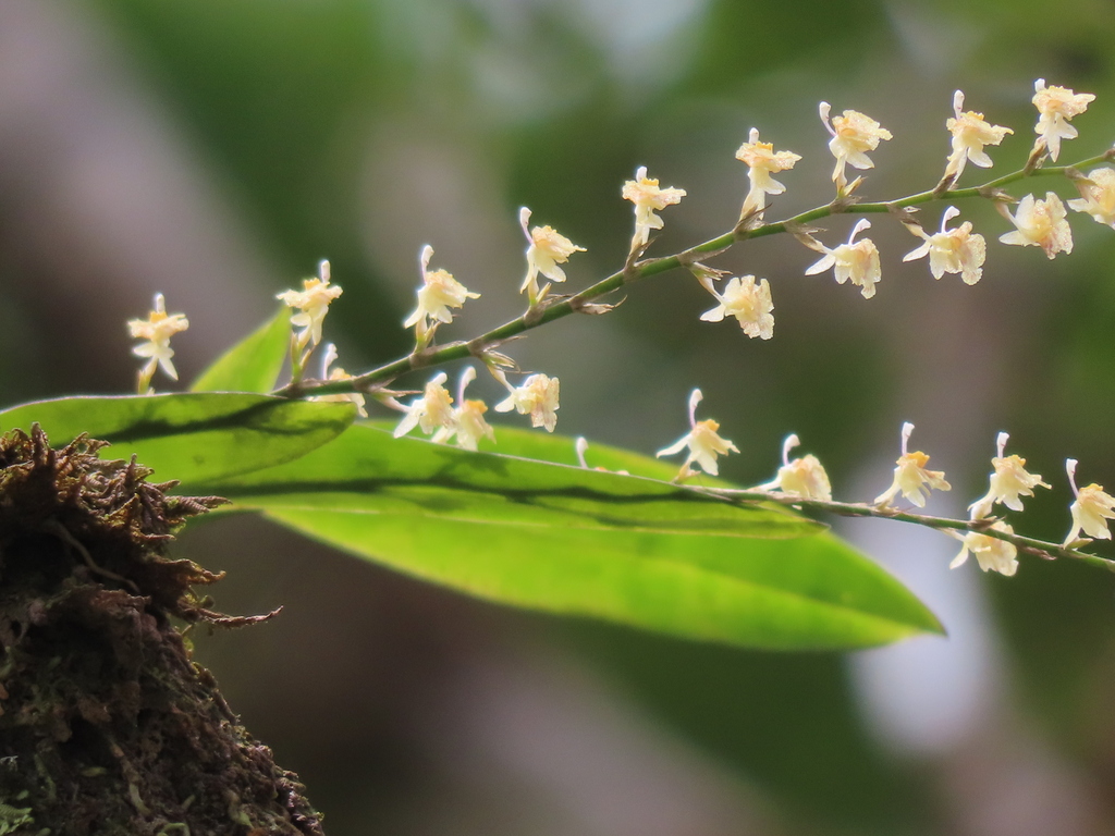 Oncidium picturatissimum