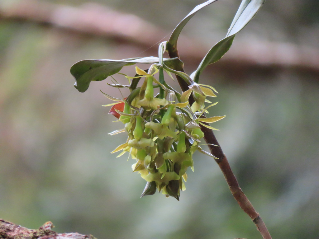 Epidendrum incomptum