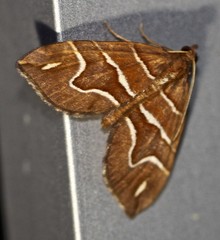 Chaetolopha leucophragma