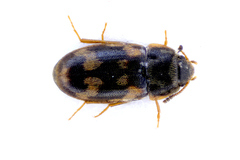 Litargus connexus