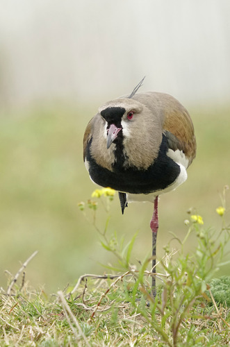 Southern Lapwing, photo 5 of 10