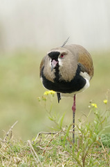 Southern Lapwing photo 5