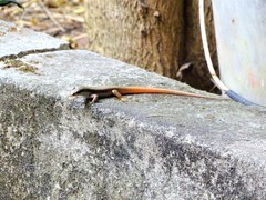 Sphenomorphus dussumieri