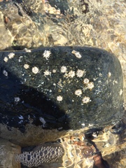 Chthamalus stellatus