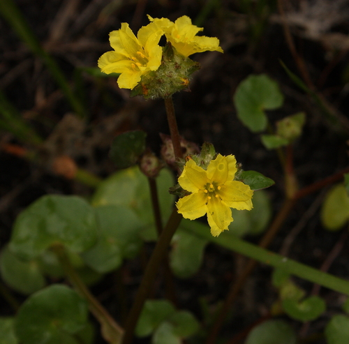Liparophyllum capitatum