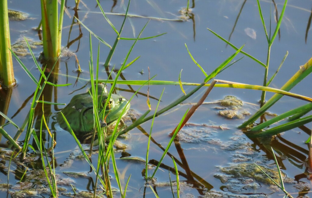 American Bullfrog from Aransas County, TX, USA on September 19, 2023 at ...