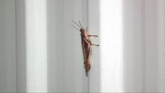 Stenocatantops mistshenkoi