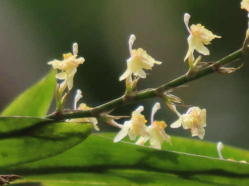Picturatissimum Oncidium