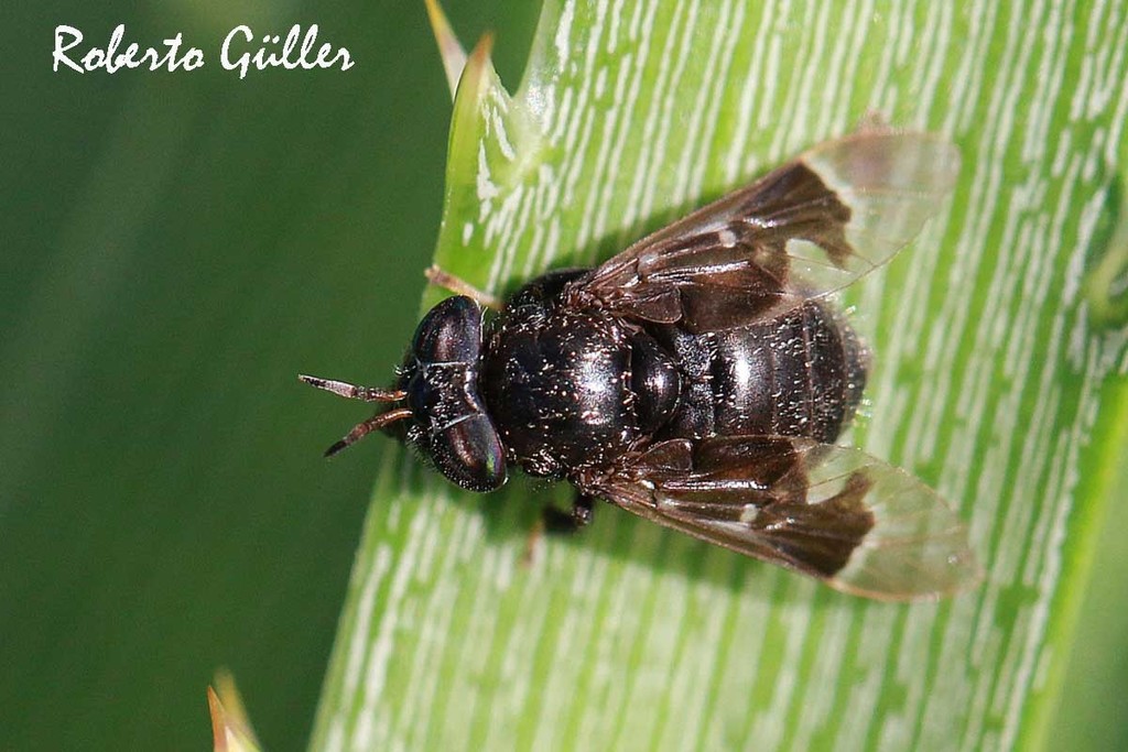 Lepiselaga albitarsis