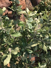 Brachylaena rotundata