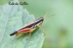 Dichroplus elongatus