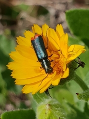 Haplomalachius flabellatus