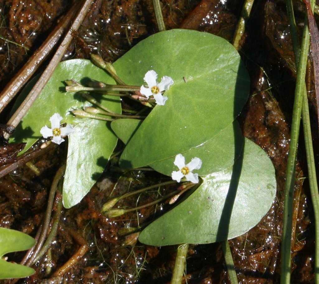 Nymphoides quadriloba
