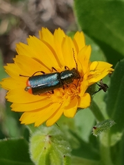 Haplomalachius flabellatus
