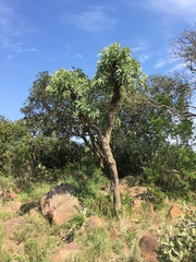 Cussonia transvaalensis