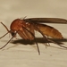 Mycetophilidae - Photo (c) Paul Bedell,  זכויות יוצרים חלקיות (CC BY-NC-SA)