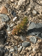 Crassula alata