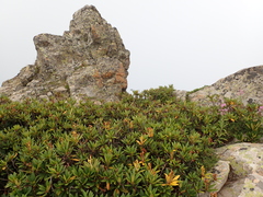 Rhododendron caucasicum