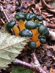 Leotia lubrica image