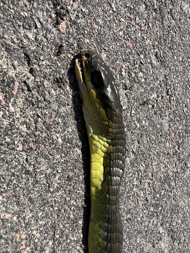 Common Tree Snake sighting