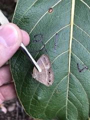 Yphthimoides patricia