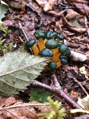 Leotia lubrica image