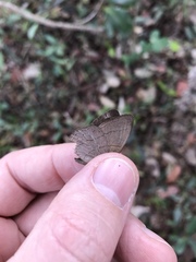 Nhambikuara cerradensis