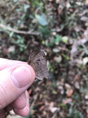 Nhambikuara cerradensis