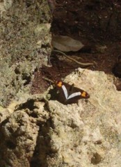 Adelpha malea fundania