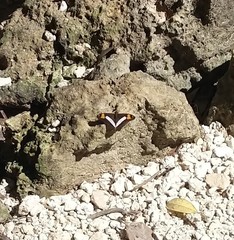 Adelpha malea fundania