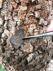 Nhambikuara cerradensis