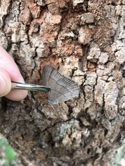 Nhambikuara cerradensis