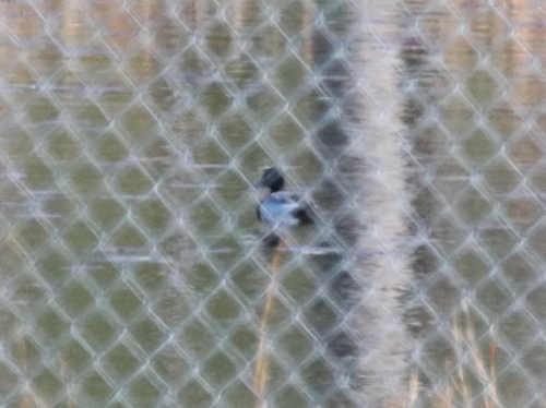 Mallard photographed in Mississippi