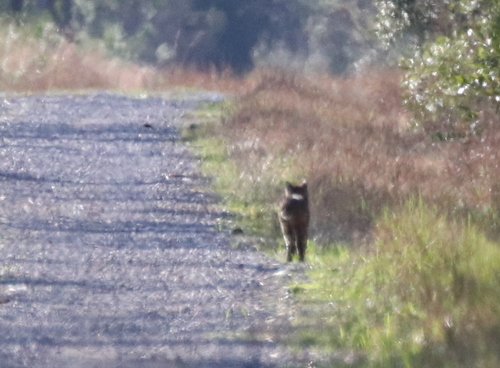Bobcat photographed in Mississippi