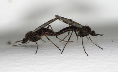 Sylvicola alternatus