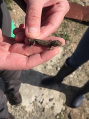 Mediodactylus orientalis