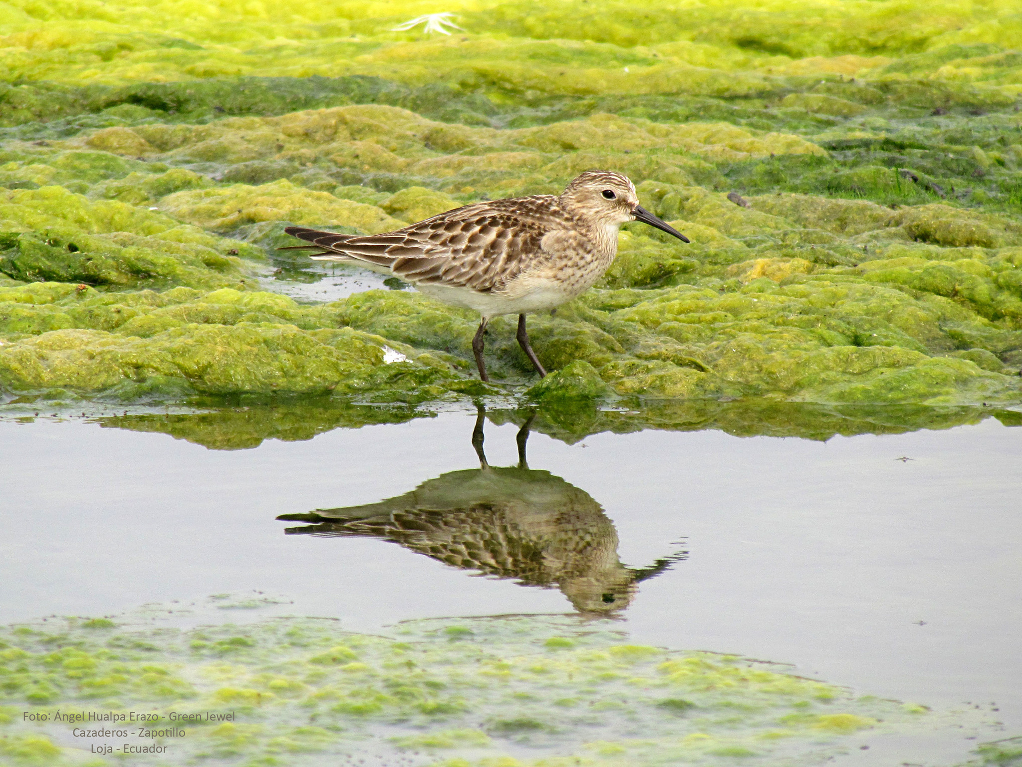 Calidris bairdii image