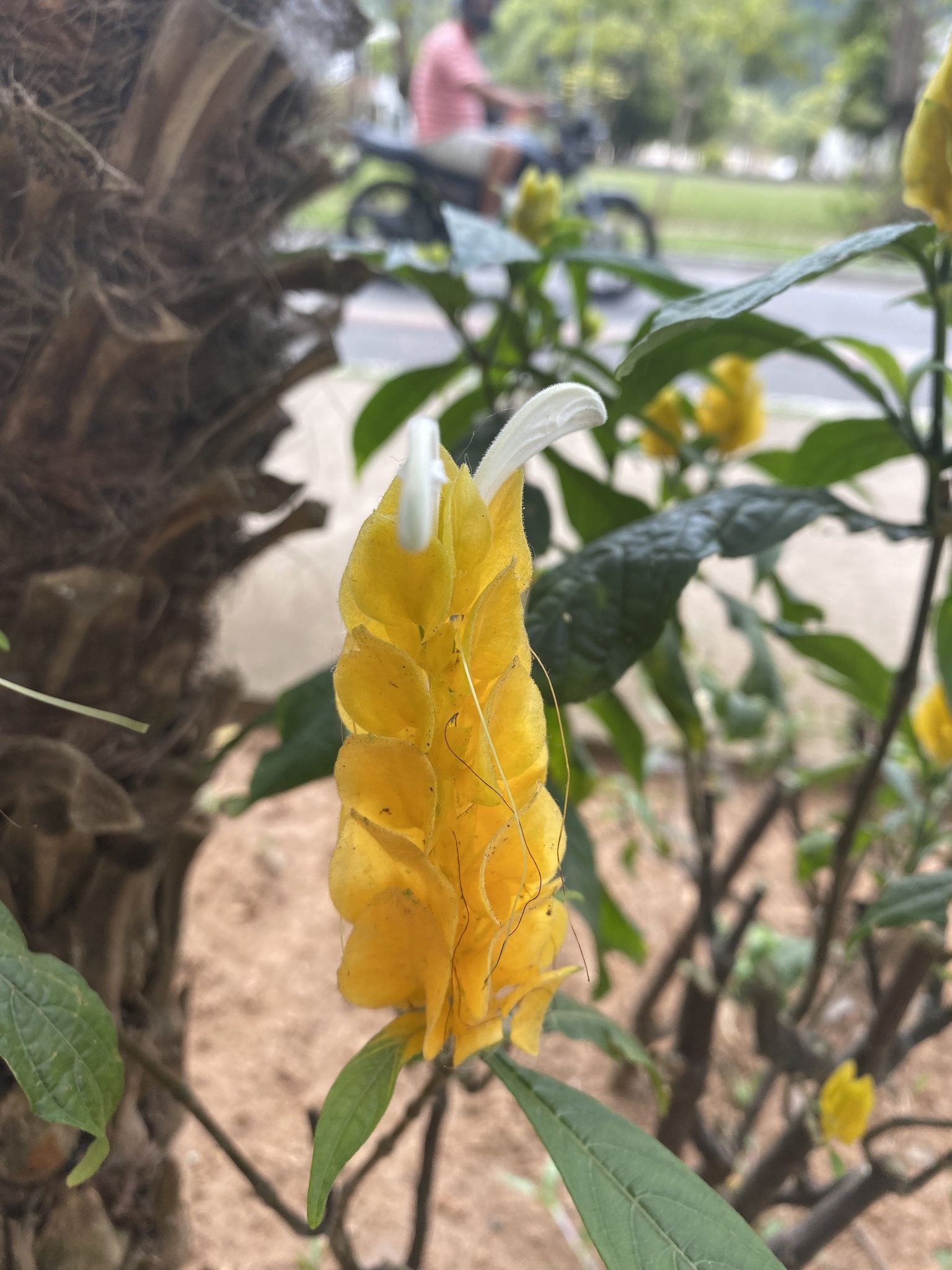 Pachystachys lutea