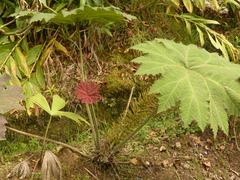 Gunnera brephogea