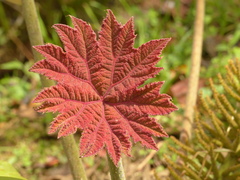 Gunnera brephogea