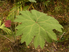 Gunnera brephogea