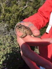 Bufotes cypriensis