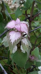 Lamium moschatum