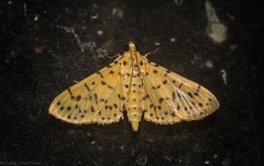 Conogethes punctiferalis