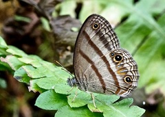 Cissia