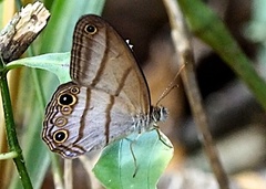 Amiga arnaca