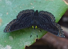 Riodinini