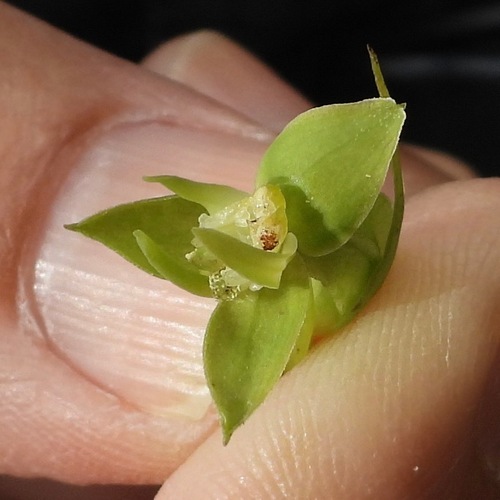 Winged bog orchid (Habenaria alata)