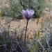 Few-flowered Bluedicks - Photo (c) David Greenberger, some rights reserved (CC BY-NC-ND), uploaded by David Greenberger